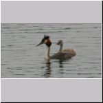 Podiceps cristatus - Haubentaucher 07.jpg